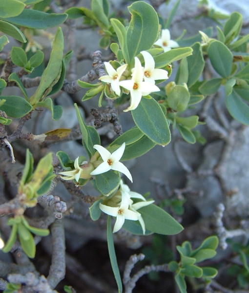 Daphne oleoides o D. alpina?